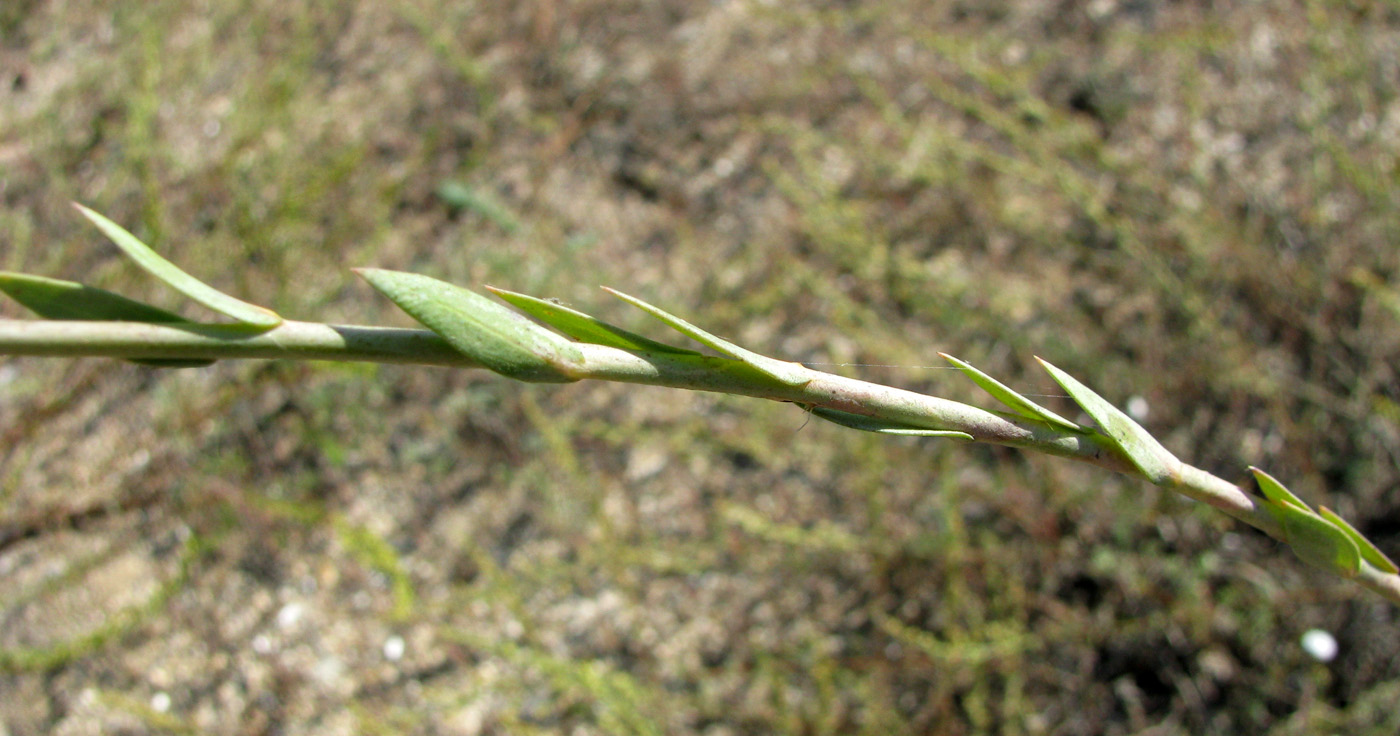 Image of Linaria genistifolia specimen.