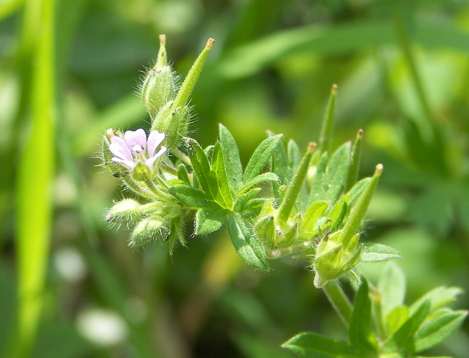 Image of Geranium pusillum specimen.