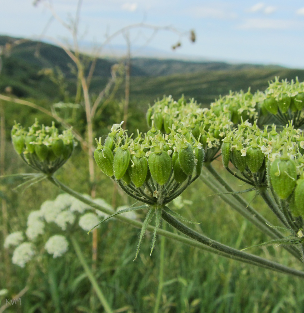 Изображение особи Heracleum dissectum.