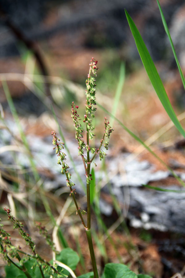 Image of Oxyria digyna specimen.