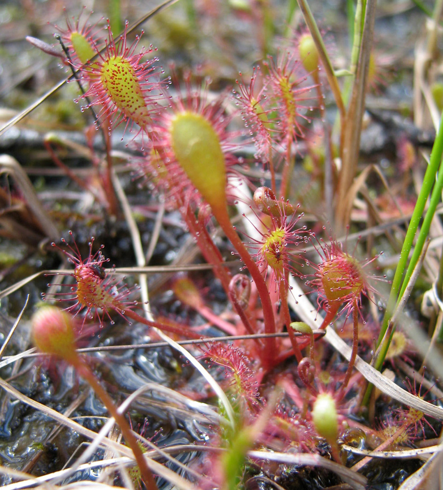 Image of Drosera &times; obovata specimen.