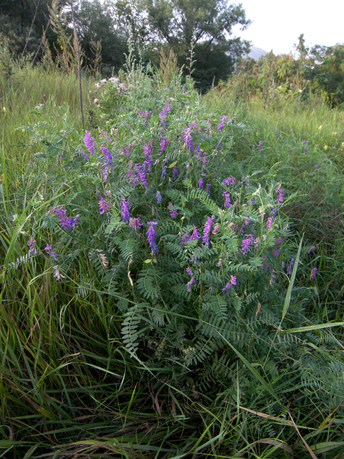 Image of Vicia cracca specimen.