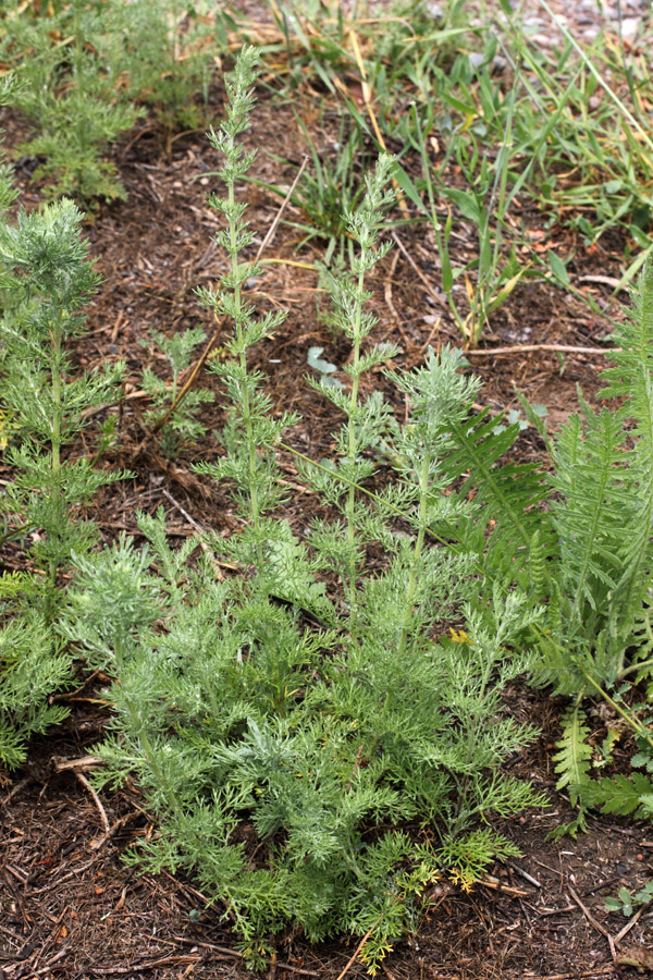 Изображение особи Artemisia serotina.