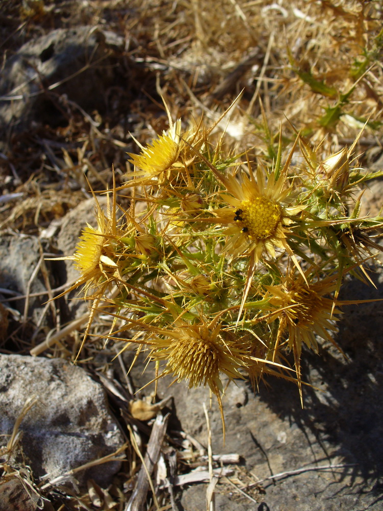 Image of Carlina graeca specimen.