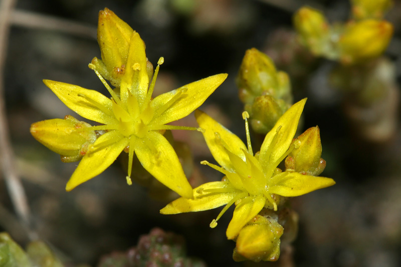 Image of Sedum acre specimen.