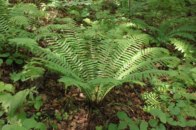 Изображение особи Dryopteris crassirhizoma.