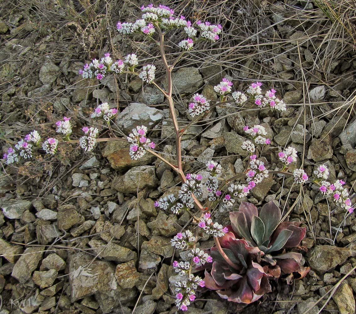 Изображение особи Goniolimon speciosum.