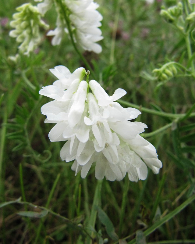 Image of Vicia cracca specimen.