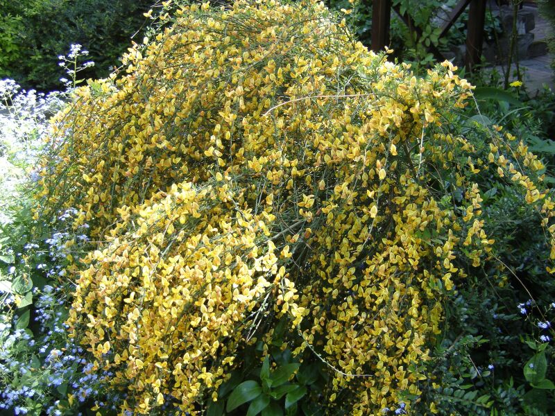 Image of Sarothamnus scoparius specimen.