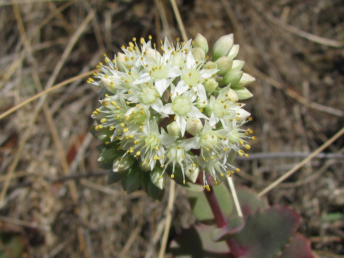 Image of Hylotelephium stepposum specimen.