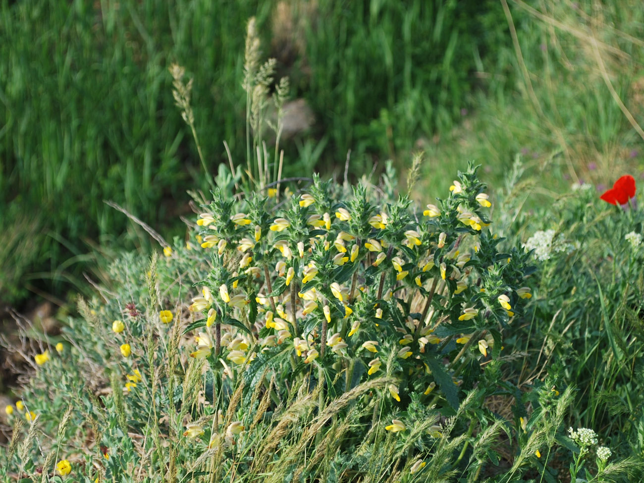 Image of Phlomoides labiosa specimen.