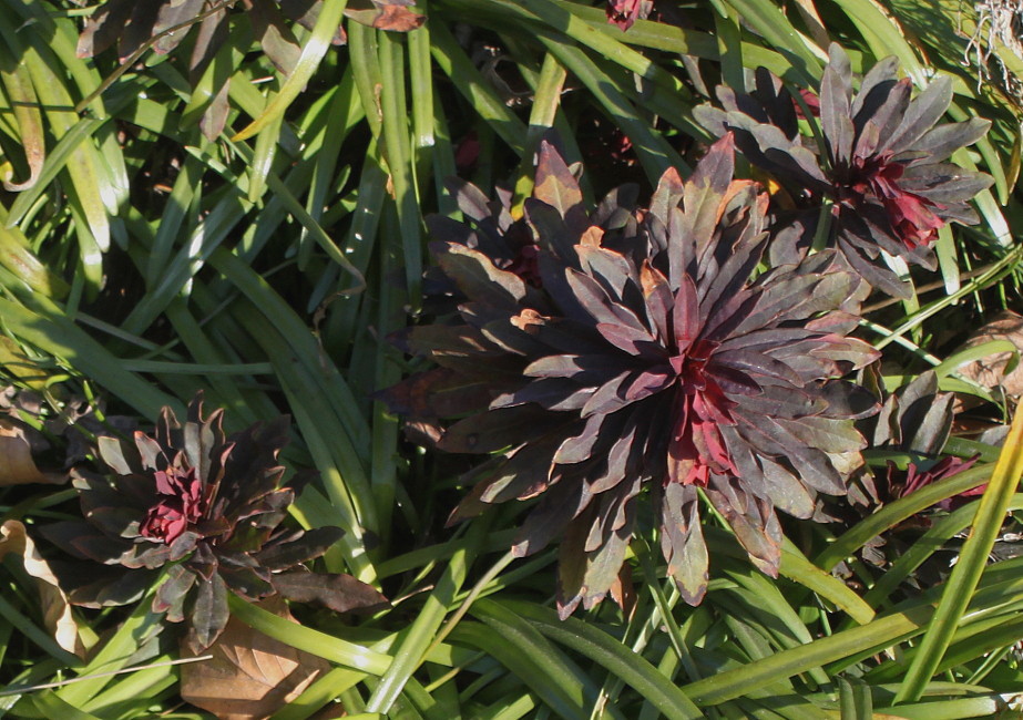 Image of Euphorbia lingulata specimen.