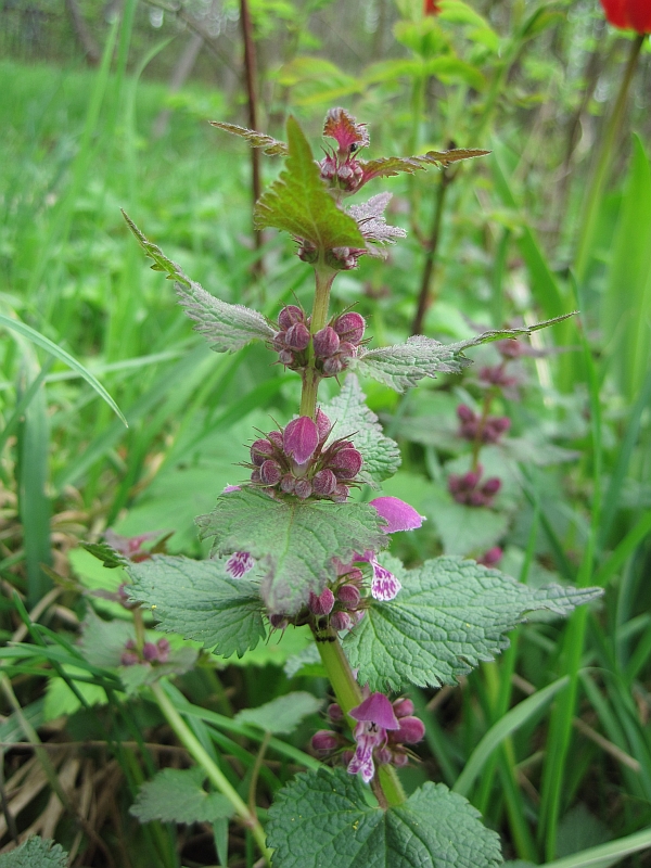 Image of Lamium maculatum specimen.