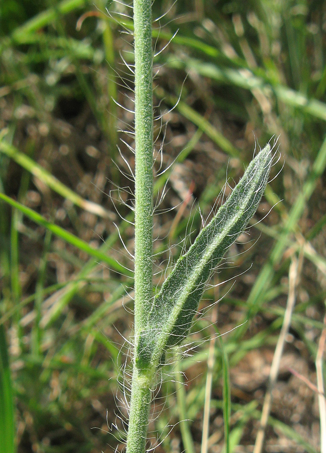 Image of genus Pilosella specimen.