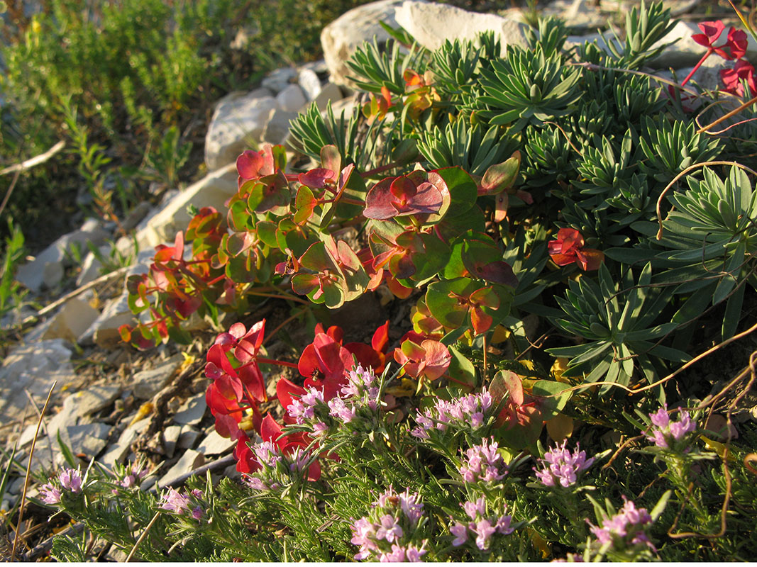 Image of Euphorbia petrophila specimen.