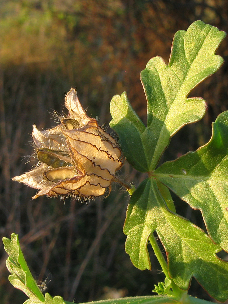 Image of Hibiscus trionum specimen.