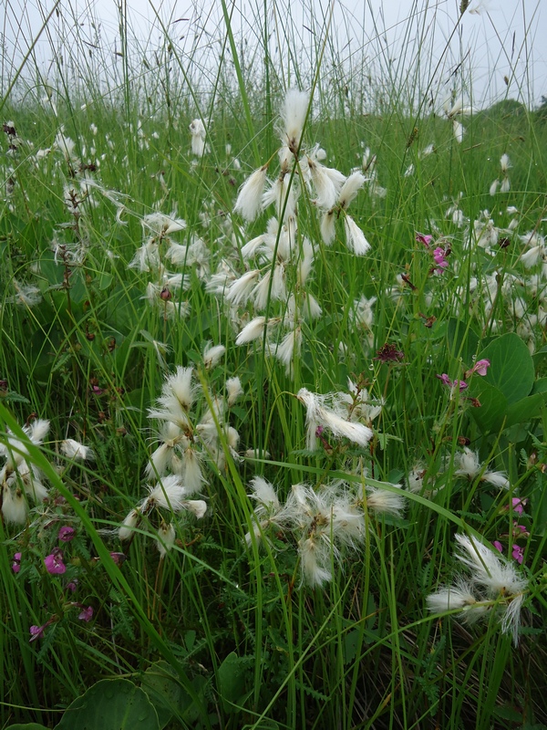 Изображение особи Eriophorum angustifolium.