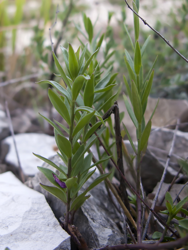 Image of Polygala major specimen.