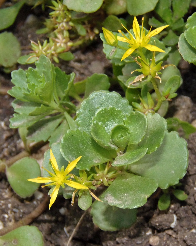 Image of genus Sedum specimen.