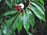 Hellenia speciosa. Верхушка побега с соцветием. Таиланд, национальный парк Си Пханг-нга. 19.06.2013.