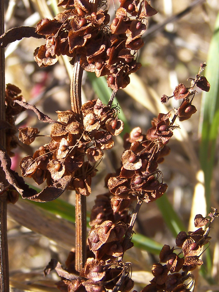 Изображение особи Rumex crispus.