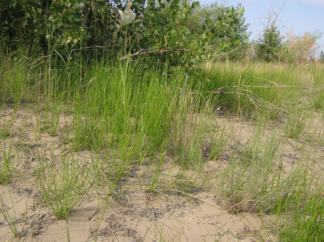 Image of Equisetum &times; moorei specimen.