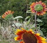 Helianthus annuus