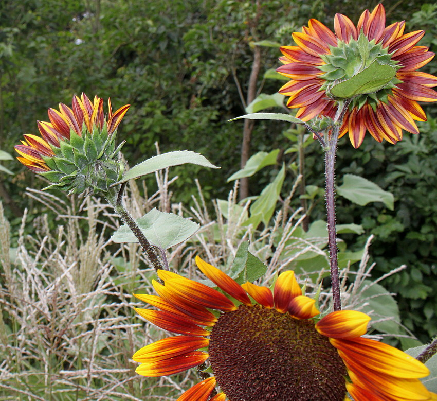 Изображение особи Helianthus annuus.