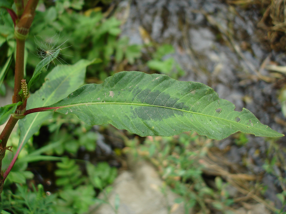 Image of Persicaria lapathifolia specimen.