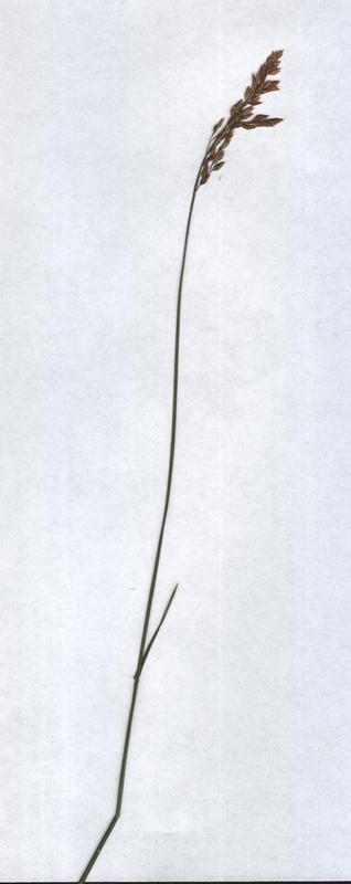 Image of Poa compressa specimen.