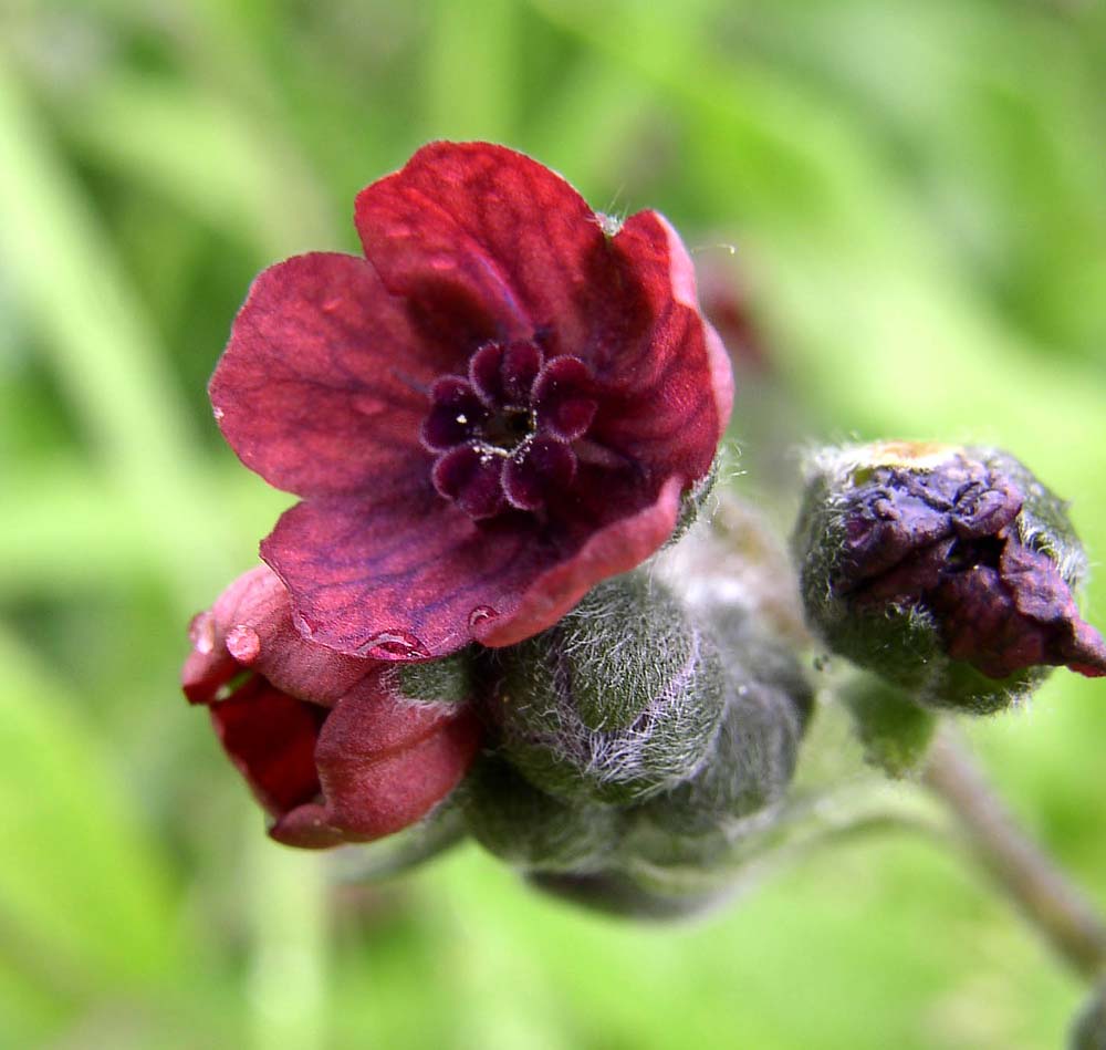 Image of Cynoglossum officinale specimen.