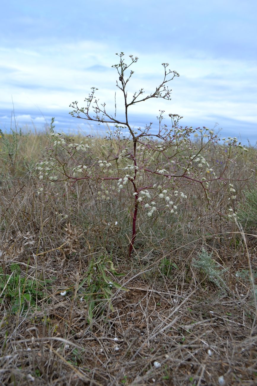 Image of Seseli arenarium specimen.