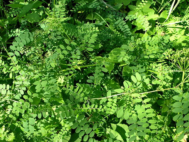 Image of Vicia sylvatica specimen.