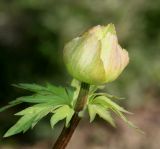 Trollius europaeus. Верхушка побега с распускающимся бутоном и листом. Германия, г. Дюссельдорф, Ботанический сад университета. 04.05.2014.