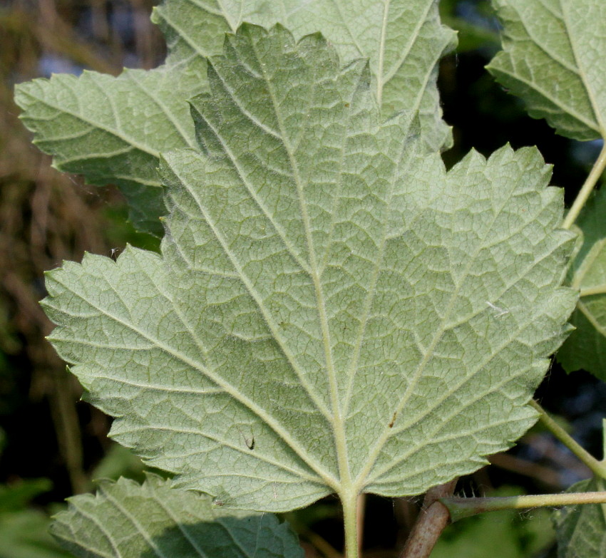 Image of Ribes rubrum specimen.