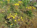 род Taraxacum