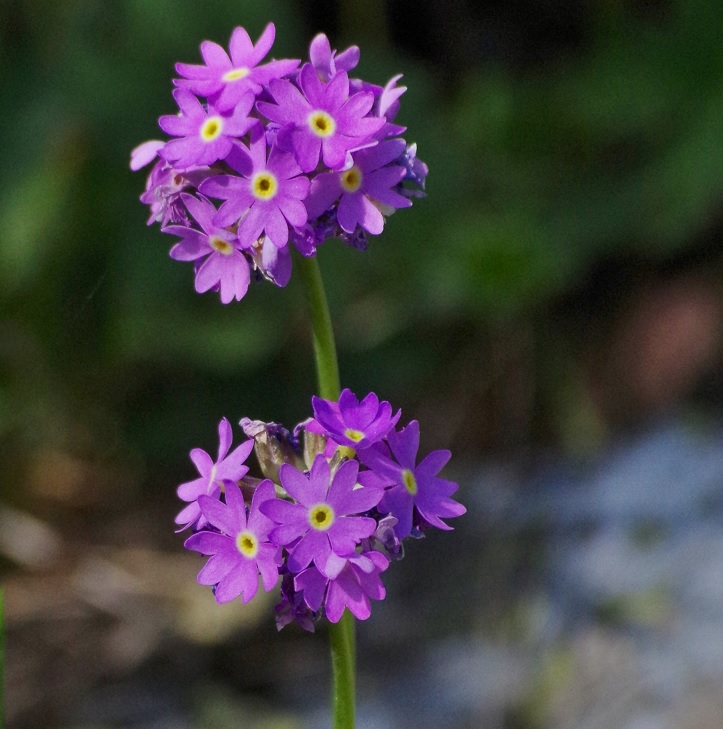 Image of Primula algida specimen.