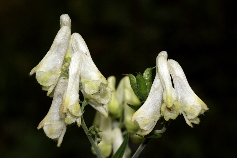 Изображение особи Aconitum lasiostomum.