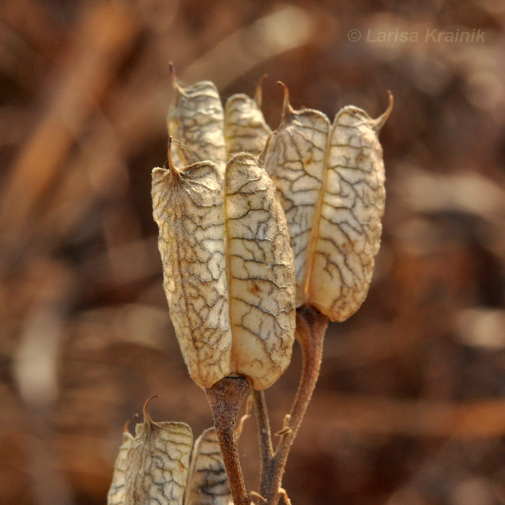 Изображение особи Aconitum coreanum.