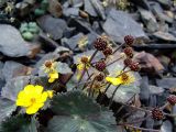 Ranunculus arachnoideus