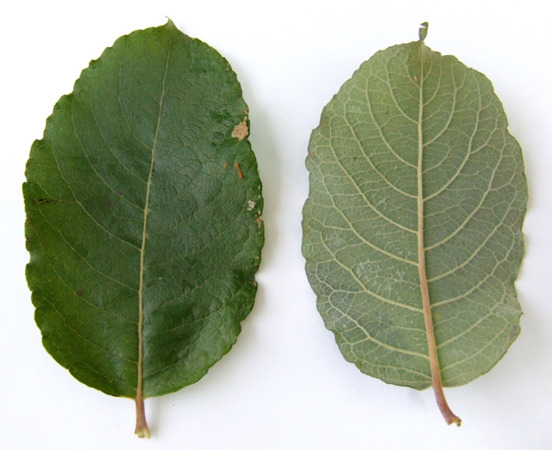 Image of Salix caprea specimen.