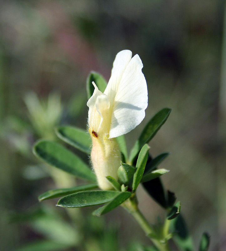 Изображение особи Chamaecytisus albus.