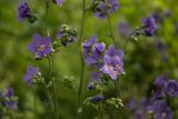 Polemonium caeruleum