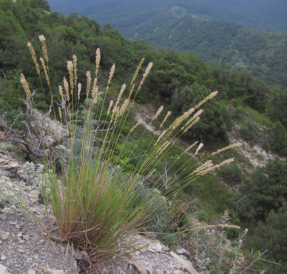 Image of Melica taurica specimen.