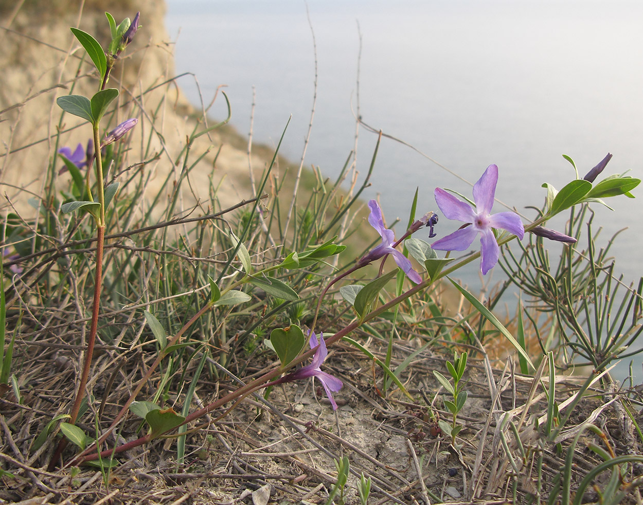 Image of Vinca herbacea specimen.