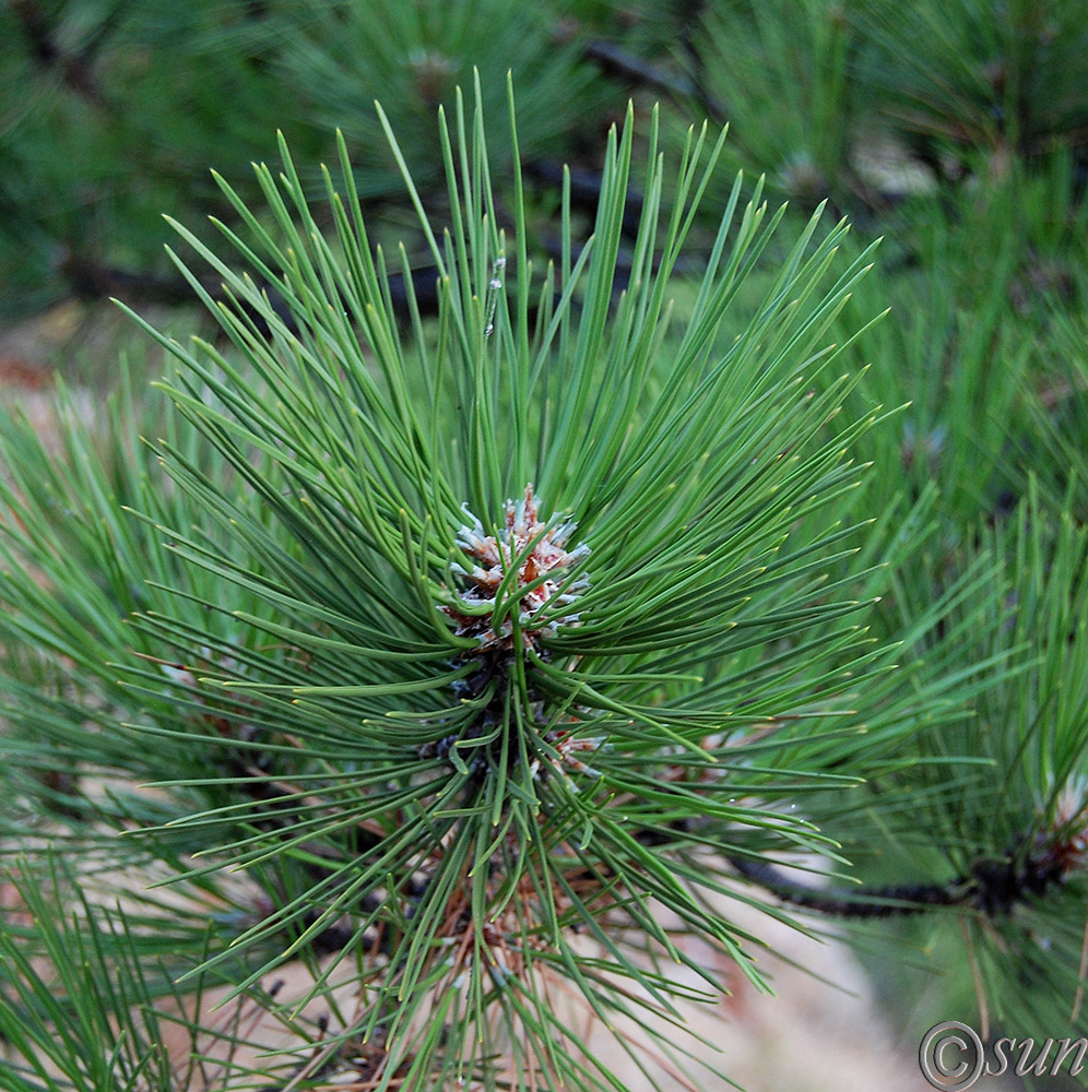 Image of Pinus pallasiana specimen.