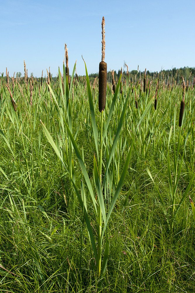 Изображение особи Typha latifolia.