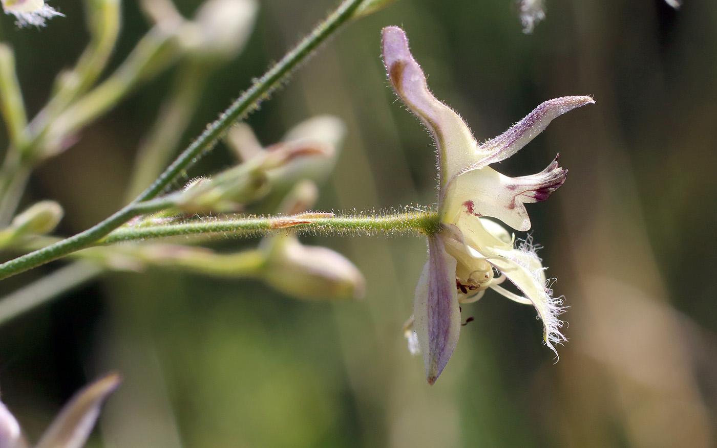 Изображение особи Delphinium barbatum.