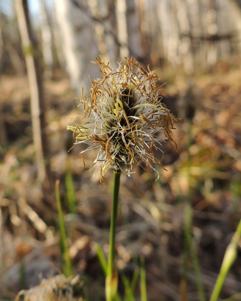 Изображение особи Eriophorum vaginatum.