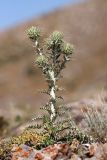 Olgaea pectinata. Зацветающее растение. Южный Казахстан, горы Алатау (Даубаба), Западное ущелье, Западный перевал, 1550 м н.у.м. 14.07.2014.
